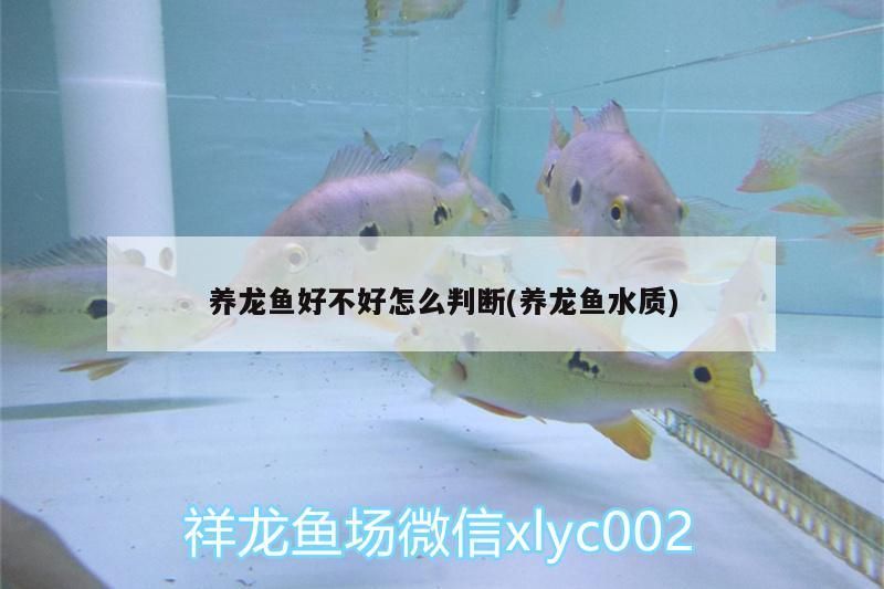 養(yǎng)龍魚好不好怎么判斷(養(yǎng)龍魚水質(zhì))（養(yǎng)龍魚好不好怎么判斷）