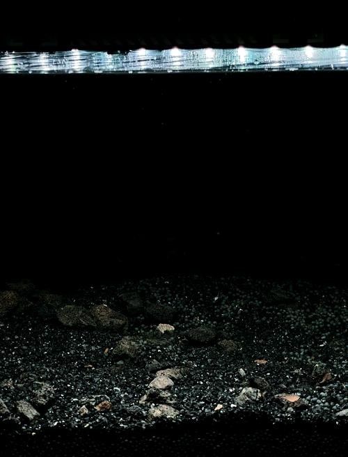 龍魚黑缸背景色選擇（養魚小藝龍魚背景選擇大揭秘黑缸、白缸養出不同效果）
