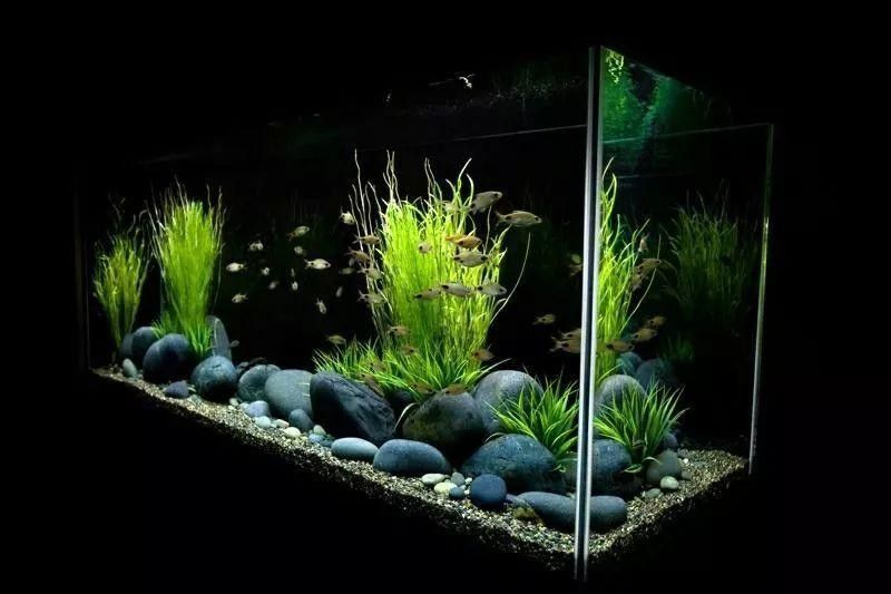 龍魚黑缸背景色選擇（養魚小藝龍魚背景選擇大揭秘黑缸、白缸養出不同效果）