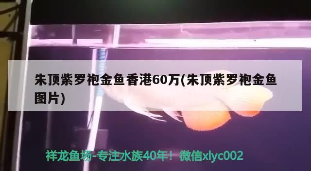 朱頂紫羅袍金魚<strong><mark>香港</mark></strong>60萬(朱頂紫羅袍金魚圖片)