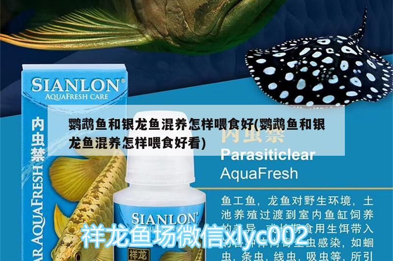 鸚鵡魚和銀龍魚混養(yǎng)怎樣喂食好(鸚鵡魚和銀龍魚混養(yǎng)怎樣喂食好看)（鸚鵡魚和銀龍魚和銀龍魚混養(yǎng)怎樣喂食好看對應(yīng)的知識點） 鸚鵡魚和銀龍魚混養(yǎng)怎樣喂食好(鸚鵡魚和銀龍魚混養(yǎng)怎樣喂食好看)（鸚鵡魚和銀龍魚和銀龍魚混養(yǎng)怎樣喂食好看對應(yīng)的知識點） 觀賞魚百科 第1張