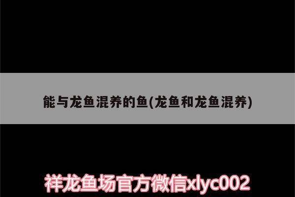 能與龍魚(yú)混養(yǎng)的魚(yú)(龍魚(yú)和龍魚(yú)混養(yǎng)) 能與龍魚(yú)混養(yǎng)的魚(yú)(龍魚(yú)和龍魚(yú)混養(yǎng)) 觀賞魚(yú)百科