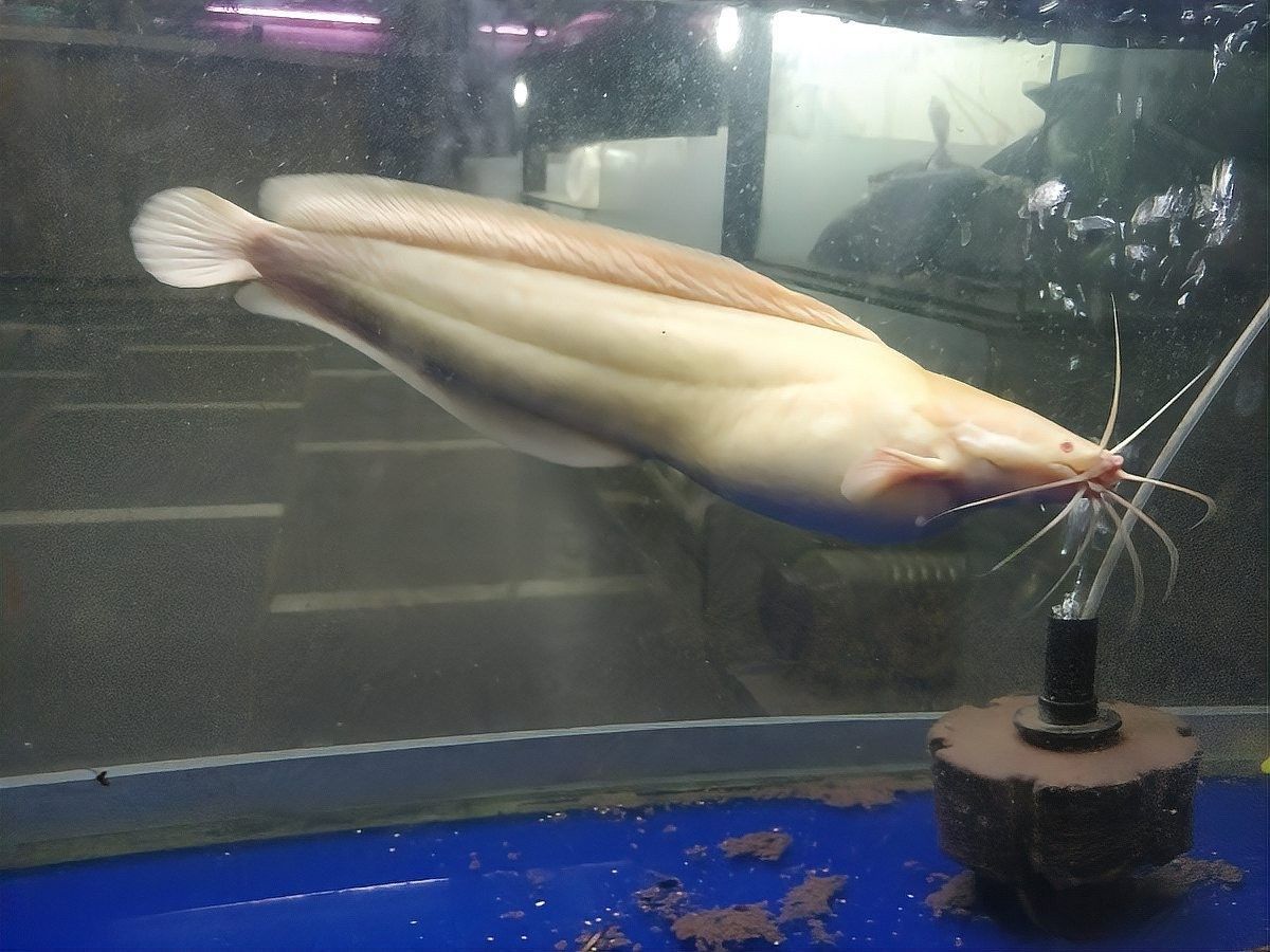 曼龍魚能長多大？（揭秘曼龍魚:究竟它能長多大）