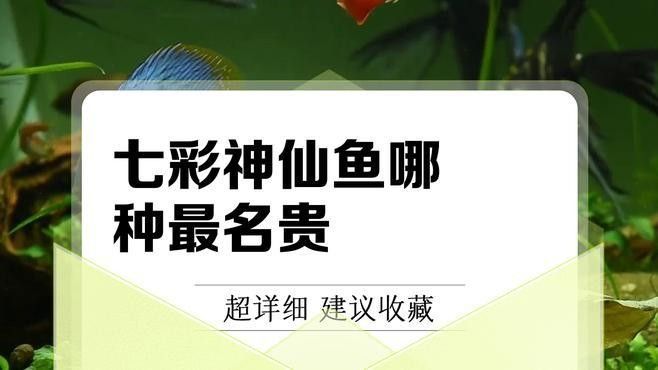 十大最貴的七彩魚（十大最貴的七彩魚哪個品種稀有） 十大最貴的七彩魚（十大最貴的七彩魚哪個品種稀有） 觀賞魚百科 第7張
