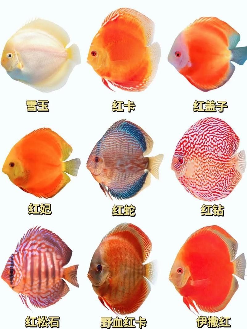 十大最貴的七彩魚（十大最貴的七彩魚哪個品種稀有） 十大最貴的七彩魚（十大最貴的七彩魚哪個品種稀有） 觀賞魚百科 第5張