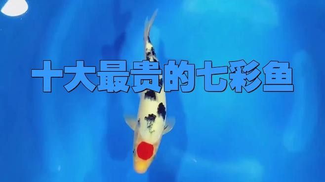 十大最貴的七彩魚（十大最貴的七彩魚哪個品種稀有） 十大最貴的七彩魚（十大最貴的七彩魚哪個品種稀有） 觀賞魚百科 第6張