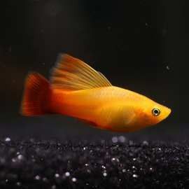 涇縣哪個(gè)水族館龍魚好？祥龍魚場(chǎng)龍魚（安徽涇縣祥龍魚場(chǎng)養(yǎng)殖技術(shù)）