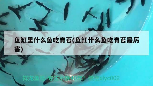 生態魚缸選擇哪個牌子的魚缸性價比高，2020年度中國生態魚缸行業十大品牌品牌榜單第一名