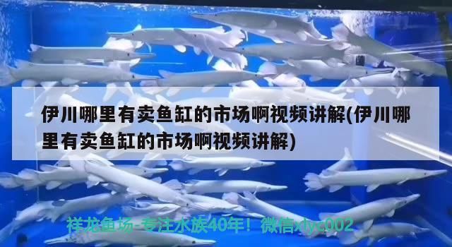 <strong><mark>伊川</mark></strong>哪里有賣魚缸的市場啊視頻講解(<strong><mark>伊川</mark></strong>哪里有賣魚缸的市場啊視頻講解)（<strong><mark>伊川</mark></strong>哪里有賣魚缸市場啊視頻講解和<strong><mark>伊川</mark></strong>哪里有賣魚缸的市場啊）