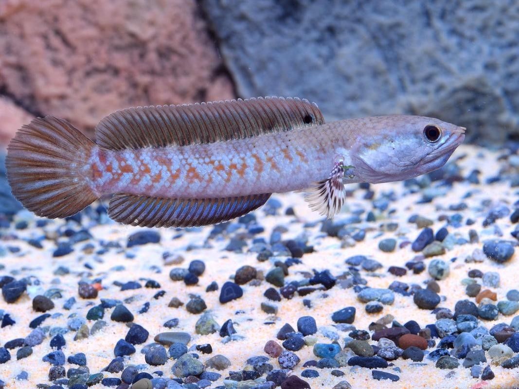 如何挑選健康的幻彩紅寶石雷龍魚（幻彩紅寶石雷龍魚怎么養揭秘養魚達人獨家秘籍）