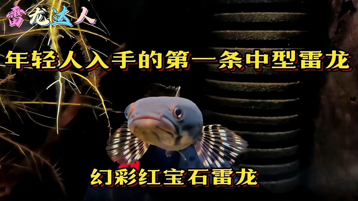 如何挑選健康的幻彩紅寶石雷龍魚（幻彩紅寶石雷龍魚怎么養揭秘養魚達人獨家秘籍）