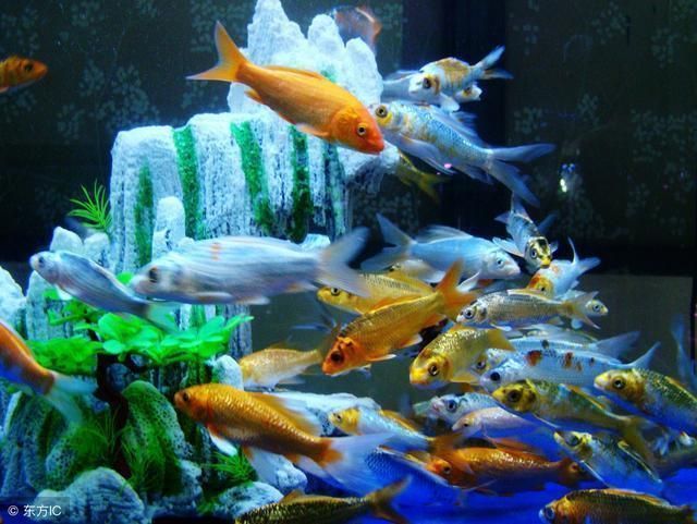 避免攻擊性魚類混養(yǎng)技巧（觀賞魚混養(yǎng)空間要求,如何判斷魚類性格溫和,混養(yǎng)環(huán)境水質(zhì)管理技巧） 避免攻擊性魚類混養(yǎng)技巧（觀賞魚混養(yǎng)空間要求,如何判斷魚類性格溫和,混養(yǎng)環(huán)境水質(zhì)管理技巧） 觀賞魚百科 第1張