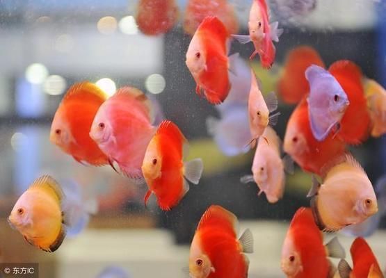 避免攻擊性魚類混養(yǎng)技巧（觀賞魚混養(yǎng)空間要求,如何判斷魚類性格溫和,混養(yǎng)環(huán)境水質(zhì)管理技巧） 避免攻擊性魚類混養(yǎng)技巧（觀賞魚混養(yǎng)空間要求,如何判斷魚類性格溫和,混養(yǎng)環(huán)境水質(zhì)管理技巧） 觀賞魚百科 第3張