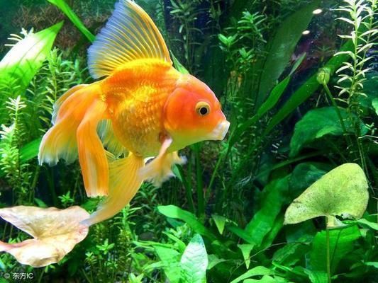 避免攻擊性魚類混養(yǎng)技巧（觀賞魚混養(yǎng)空間要求,如何判斷魚類性格溫和,混養(yǎng)環(huán)境水質(zhì)管理技巧） 避免攻擊性魚類混養(yǎng)技巧（觀賞魚混養(yǎng)空間要求,如何判斷魚類性格溫和,混養(yǎng)環(huán)境水質(zhì)管理技巧） 觀賞魚百科 第4張
