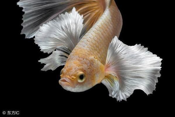 避免攻擊性魚類混養(yǎng)技巧（觀賞魚混養(yǎng)空間要求,如何判斷魚類性格溫和,混養(yǎng)環(huán)境水質(zhì)管理技巧） 避免攻擊性魚類混養(yǎng)技巧（觀賞魚混養(yǎng)空間要求,如何判斷魚類性格溫和,混養(yǎng)環(huán)境水質(zhì)管理技巧） 觀賞魚百科 第5張