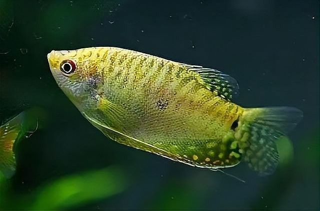 藍曼龍魚適合什么水質(zhì)（藍曼龍魚怎么養(yǎng)）