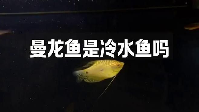藍曼龍魚適合什么水質(zhì)（藍曼龍魚怎么養(yǎng)）