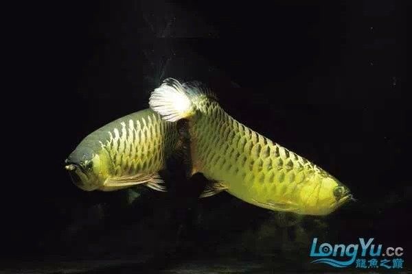 龍魚爛鱗護理期間需要停食嗎