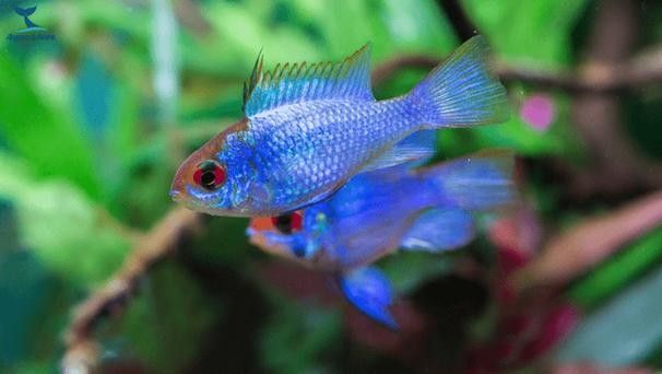 湛藍寶石魚（湛藍寶石魚是什么魚？）