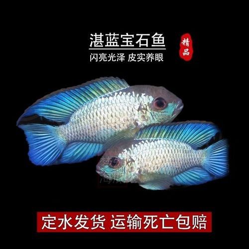 湛藍寶石魚（湛藍寶石魚是什么魚？）