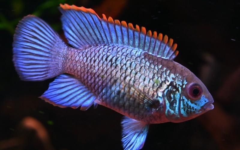 湛藍寶石魚（湛藍寶石魚是什么魚？）