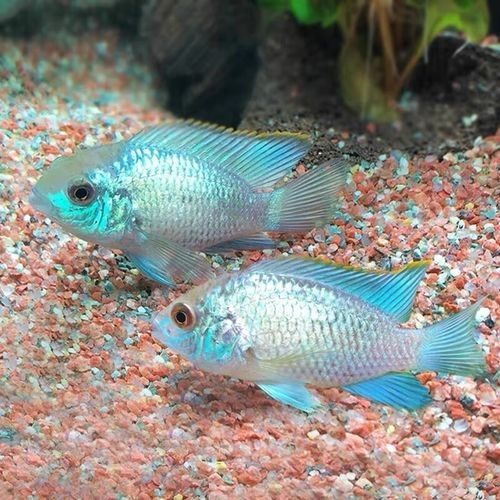 湛藍寶石魚（湛藍寶石魚是什么魚？）