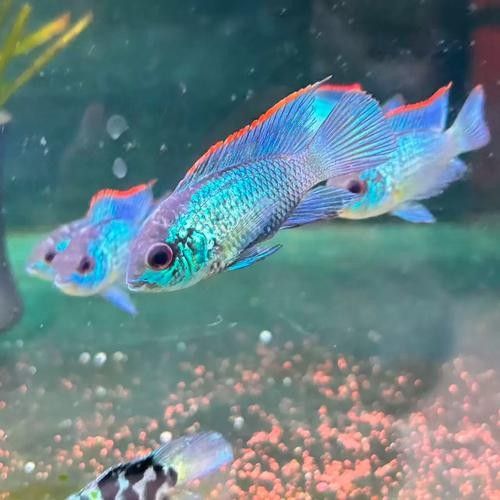 湛藍寶石魚（湛藍寶石魚是什么魚？）