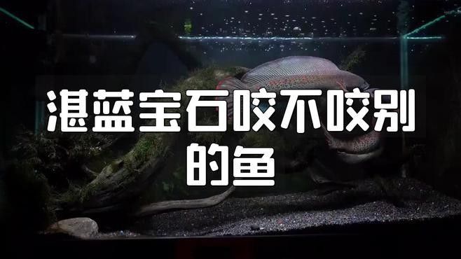 湛藍寶石魚（湛藍寶石魚是什么魚？）