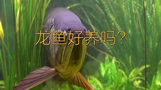 紅尾龍魚養(yǎng)殖難度大嗎？（紅尾金龍魚好養(yǎng)嗎proontario紅尾金龍魚好養(yǎng)嗎）