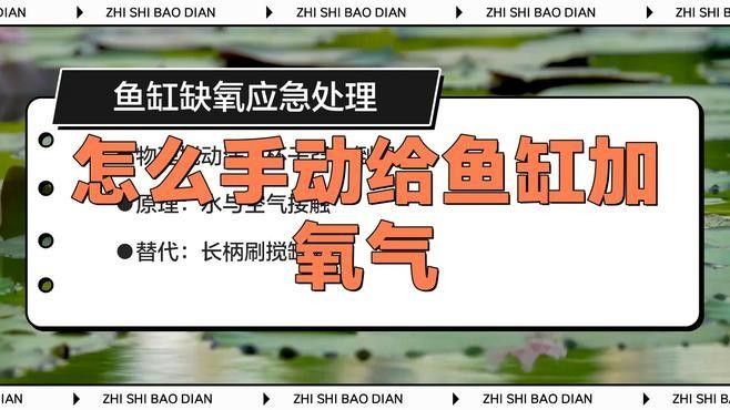如何給龍魚缸增氧？（如何給龍魚缸加氧氣）