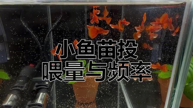 孔雀龍魚多久喂一次合適（孔雀魚喂食頻率指南）