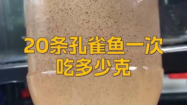 孔雀龍魚多久喂一次合適（孔雀魚喂食頻率指南）