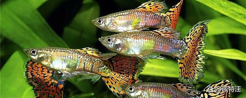 孔雀龍魚多久喂一次合適（孔雀魚喂食頻率指南）