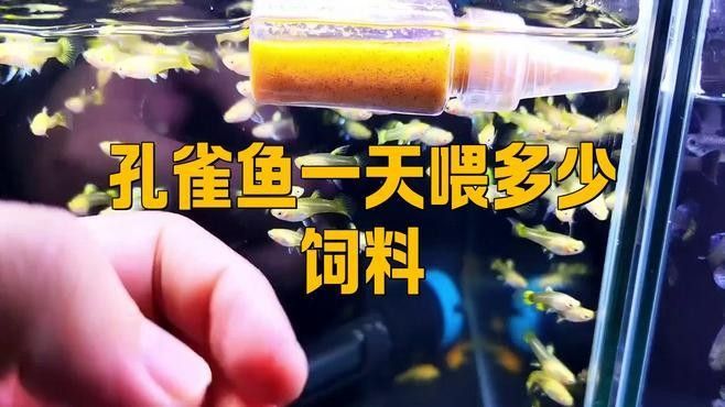 孔雀龍魚多久喂一次合適（孔雀魚喂食頻率指南）