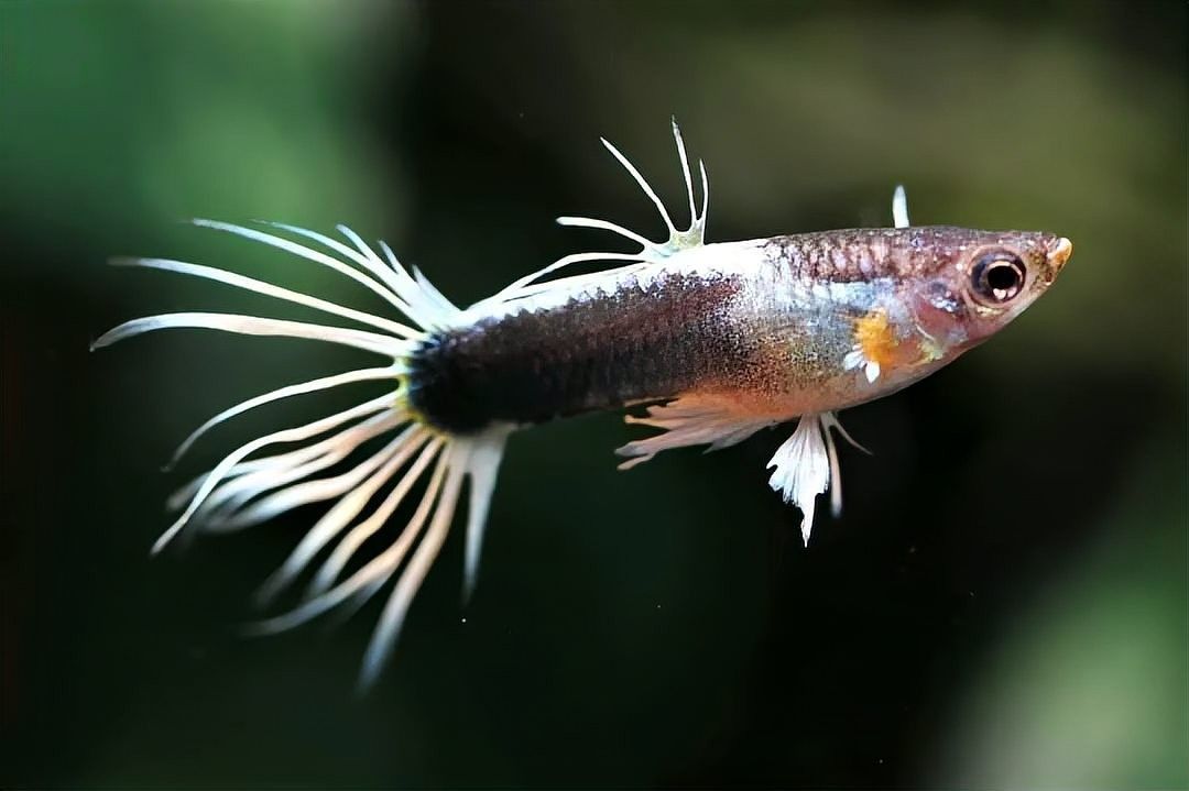 孔雀龍魚多久喂一次合適（孔雀魚喂食頻率指南）