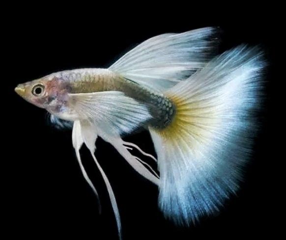 孔雀龍魚多久喂一次合適（孔雀魚喂食頻率指南）