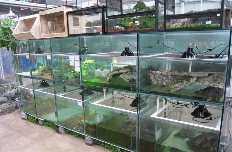 花地灣花鳥魚蟲市場有哪些商戶？（廣州花地灣花鳥魚蟲市場）