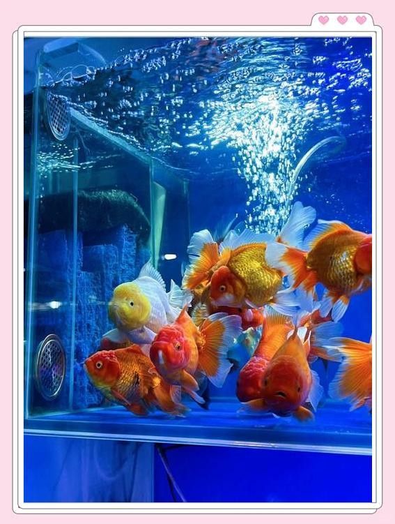 花地灣花鳥魚蟲市場有哪些商戶？（廣州花地灣花鳥魚蟲市場）