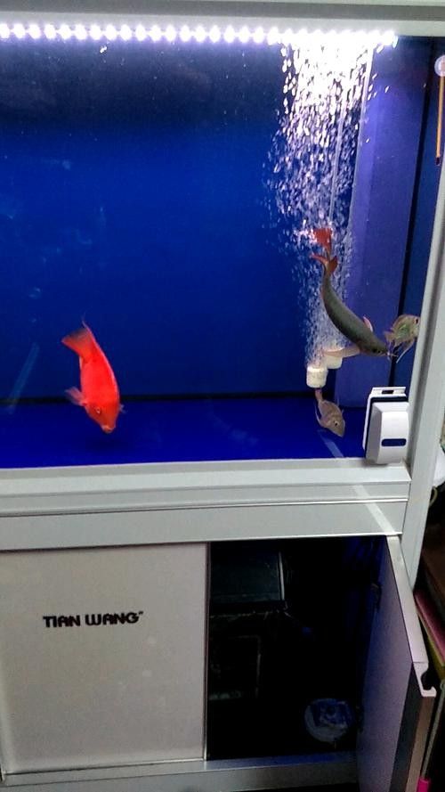 如何在龍魚之巔論壇咨詢(如何在龍魚之巔論壇咨詢生成的一段300-400字) 龍魚百科 第4張 如何在龍魚之巔論壇咨詢(如何在龍魚之巔論壇咨詢生成的一段300-400字) 如何在龍魚之巔論壇咨詢(如何在龍魚之巔論壇咨詢生成的一段300-400字) 龍魚百科 第4張