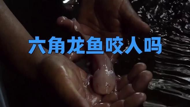 紅龍繁殖周期是多久？（紅龍魚的壽命多長？）