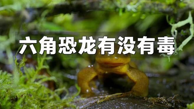紅龍繁殖周期是多久？（紅龍魚的壽命多長？）