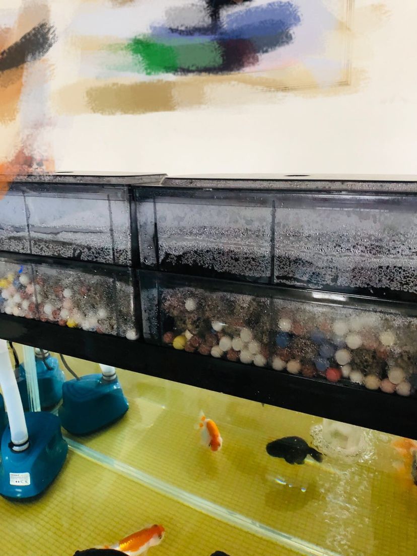 水很透但是就有點問題（水質透明度與水質健康之間的關系，） 水很透但是就有點問題（水質透明度與水質健康之間的關系，） 觀賞魚百科 第1張