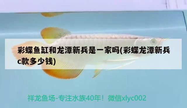 彩蝶魚(yú)缸和龍?zhí)缎卤且患覇?彩蝶龍?zhí)缎卤鴆款多少錢(qián))（彩蝶魚(yú)缸和龍?zhí)缎卤鴆款多少錢(qián)）