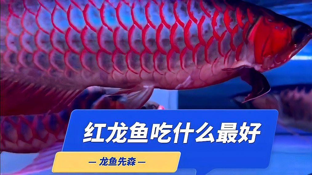 紅龍魚發(fā)色期如何喂養(yǎng)（紅龍魚發(fā)色期如何判斷發(fā)色進(jìn)度紅龍魚發(fā)色期有哪些注意事項）
