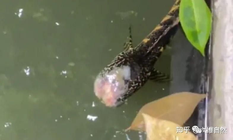 七彩雷龍魚打架會受傷嗎（七彩雷龍魚存活之謎揭秘七彩雷龍魚存活之謎揭秘）