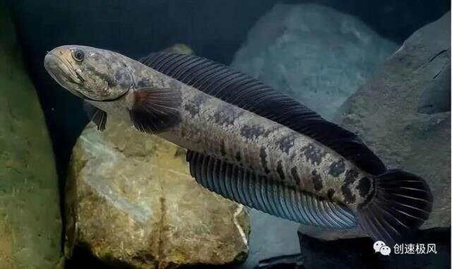 七彩雷龍魚打架會受傷嗎（七彩雷龍魚存活之謎揭秘七彩雷龍魚存活之謎揭秘）