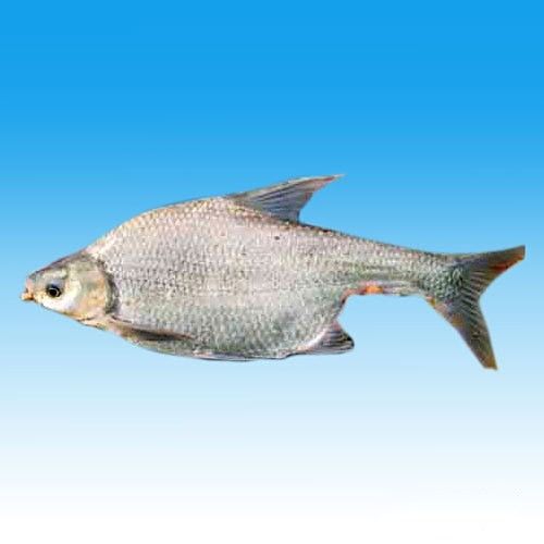 三角龍魚在現實中存在嗎（三角龍魚并非真實存在的生物名稱）