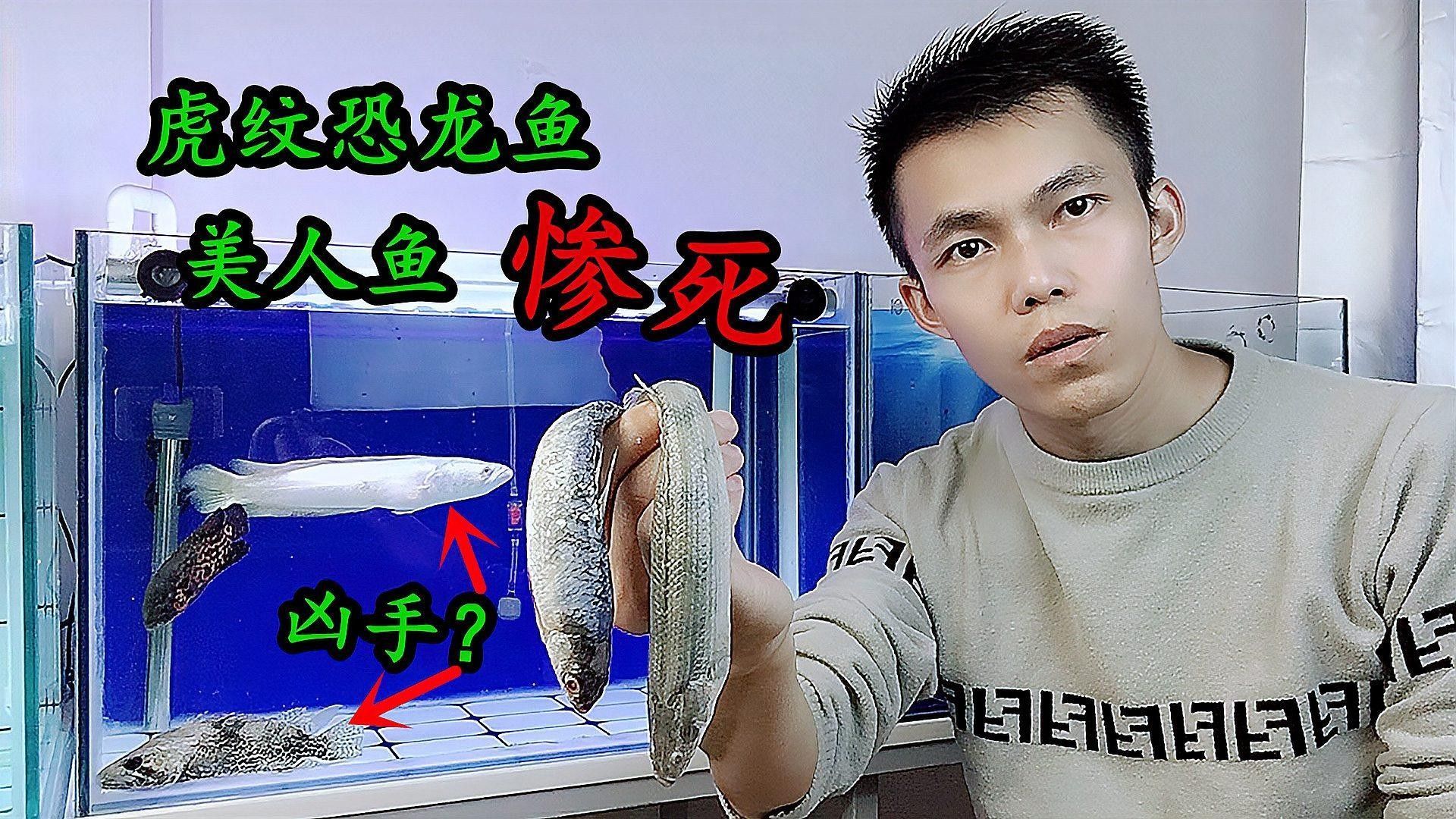 虎紋恐龍魚有哪些天敵（虎紋恐龍魚可能面臨的幾種天敵）