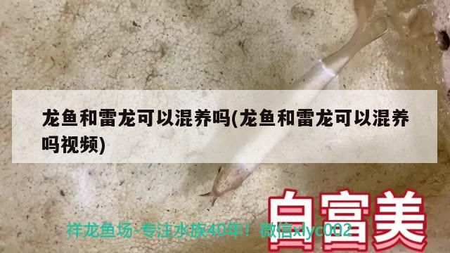 龍魚和雷龍可以混養嗎(龍魚和雷龍可以混養嗎視頻)（雷龍和龍魚可以混養嗎）