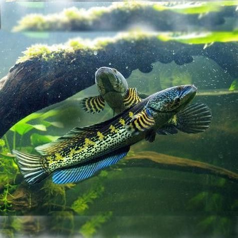 高鰭龍魚的圖片有嗎（高鰭龍魚的圖片） 高鰭龍魚的圖片有嗎（高鰭龍魚的圖片） 龍魚百科 第3張
